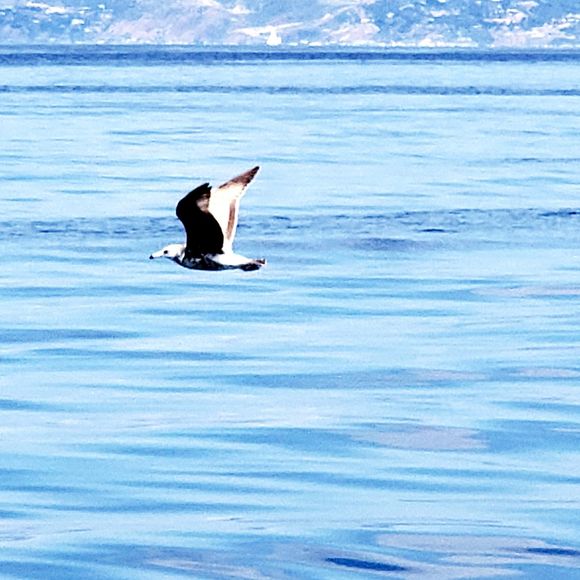 Meet your Posher, Rose - Picture 1 of 1